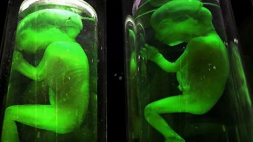 Új videoklippel jelentkezett az extrém blackened death metalista NEVALRA zenekar: 'Groom Lake'