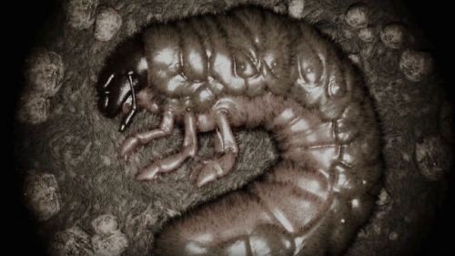 Dalszöveges klip-premier: ACROSS THE SWARM - 'Knowing Became Doing'