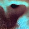 MEDDLE (REMASTERED)